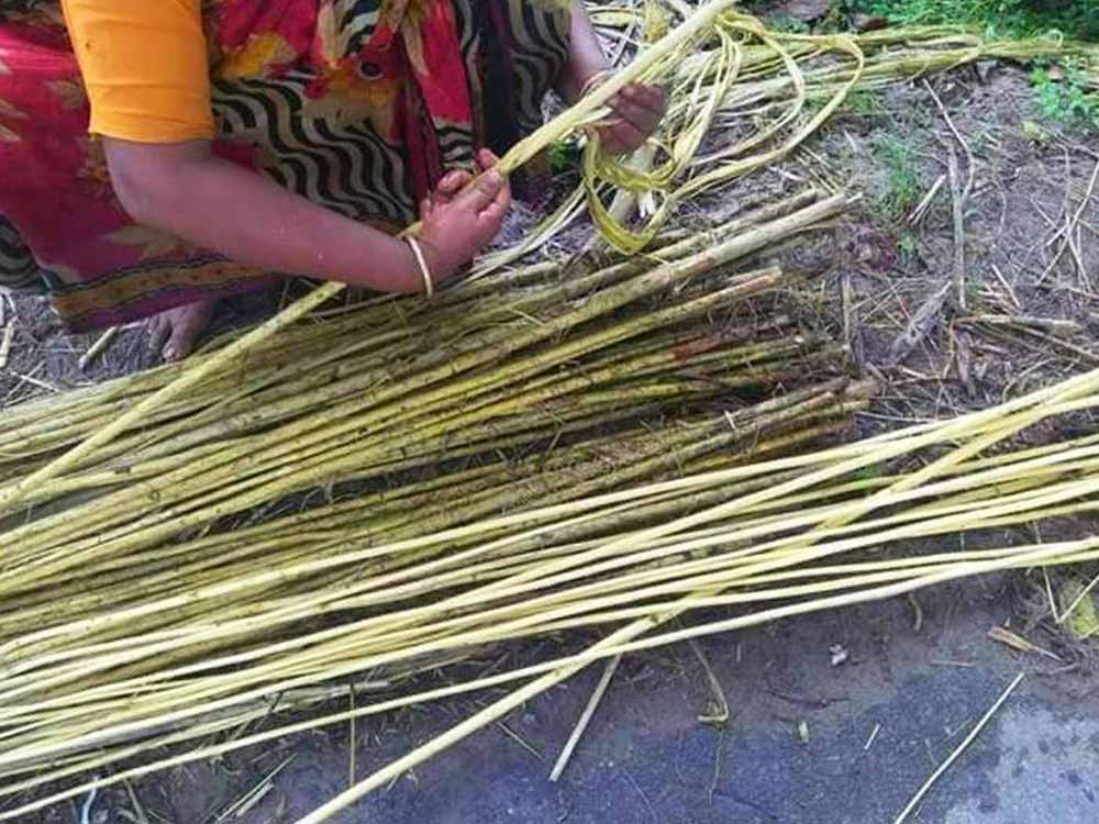 Extraction of Jute